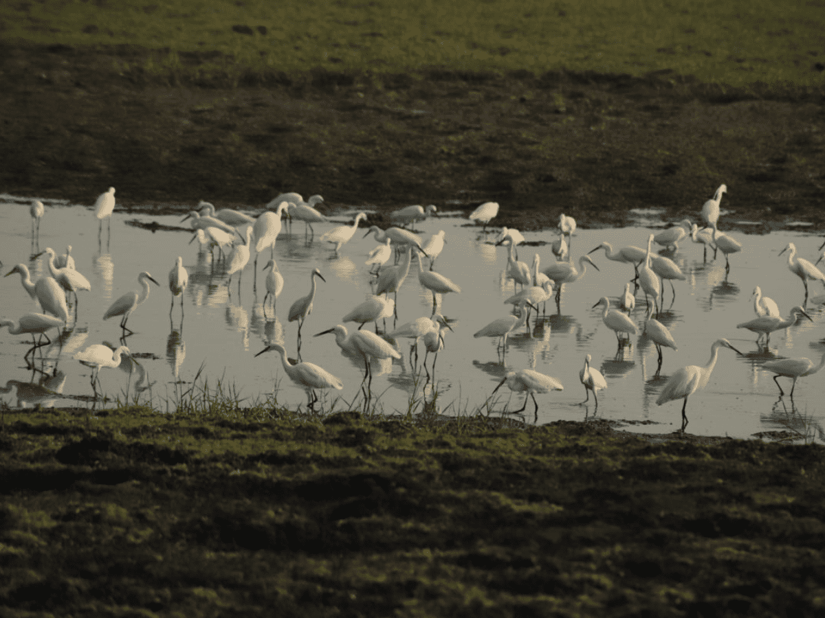 One million winged visitors expected this season to Kolleru lake in AP