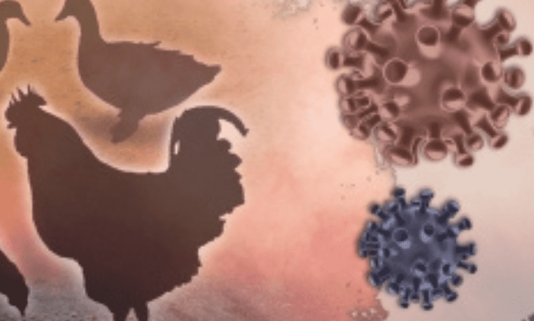 Israel detects bird flu at southern turkey farms