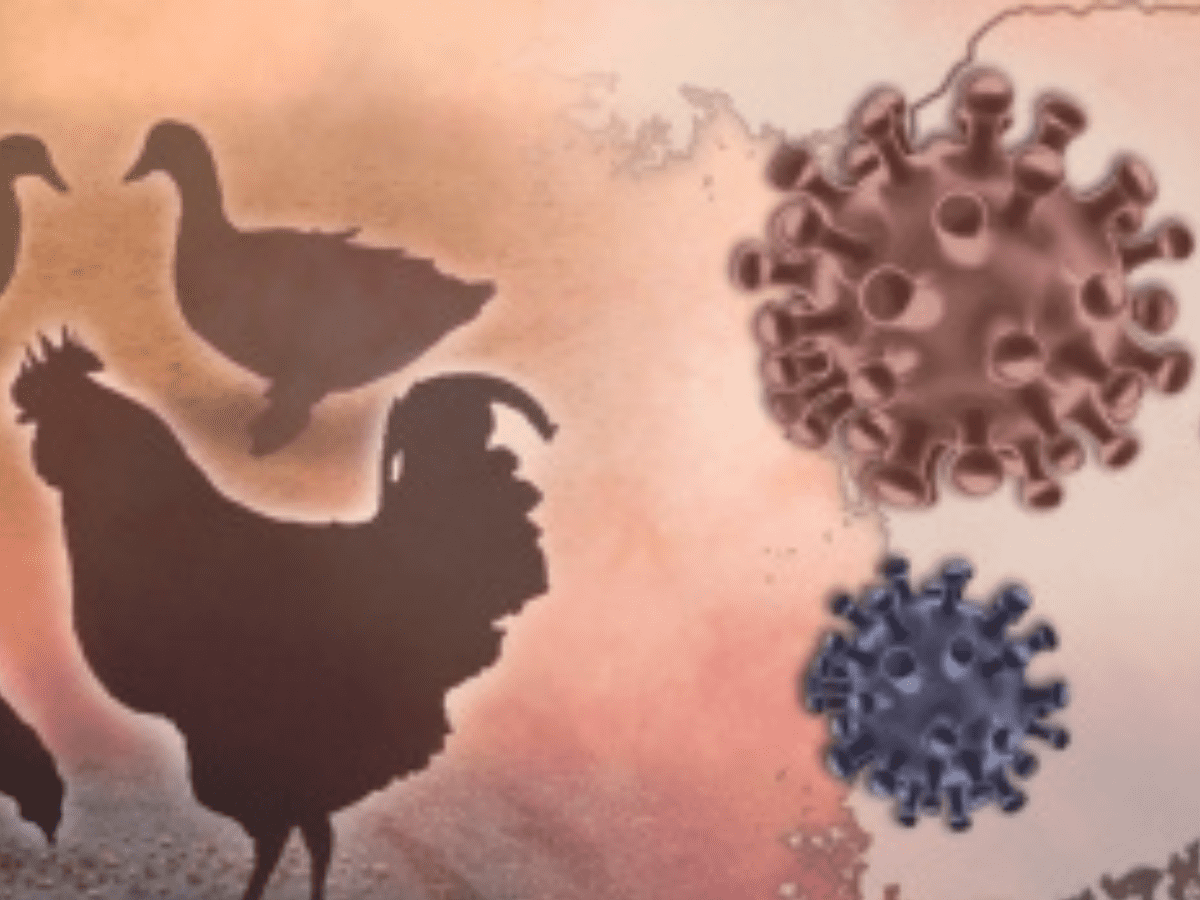 Israel detects bird flu at southern turkey farms