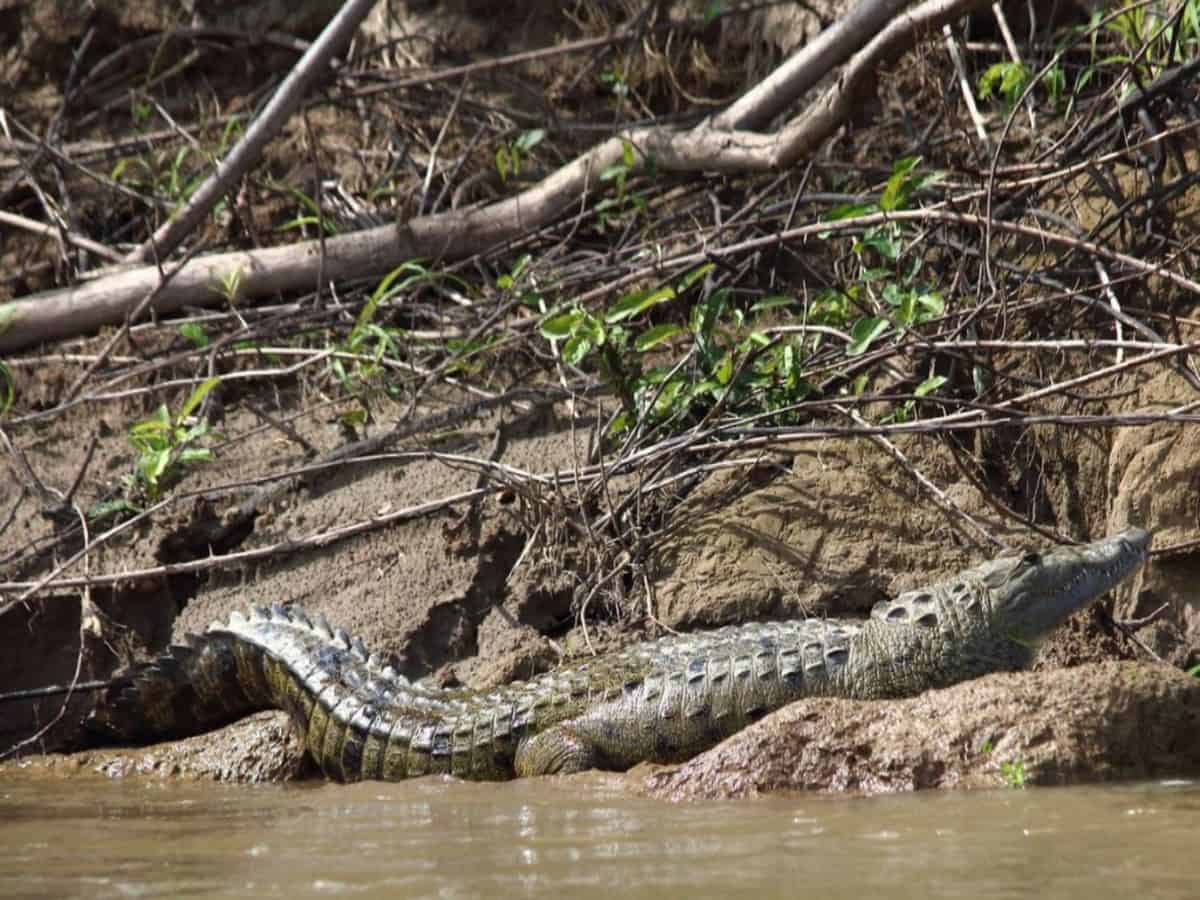 With snakes already in, Crocodiles now make residence in Mir Alam Tank; locals terrified