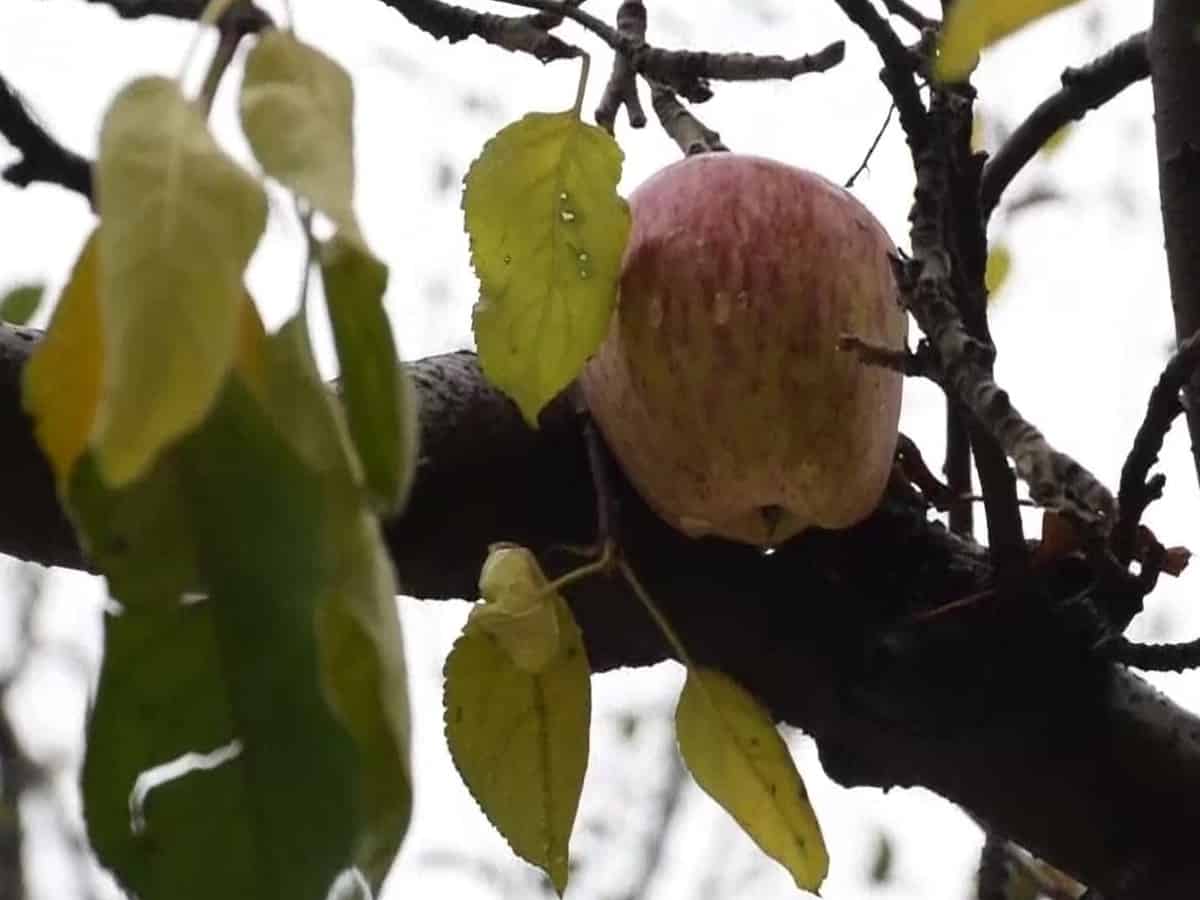 Meet Kashmir's trend-setter farmers whose innovative practices is changing agricultural practices