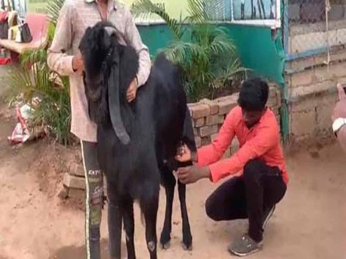 MP: He-goats yielding 'milk' in a goat rearing centre, Burhanpur