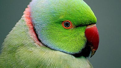 Parrot questioned by Bihar Police on whereabouts of liquor mafia