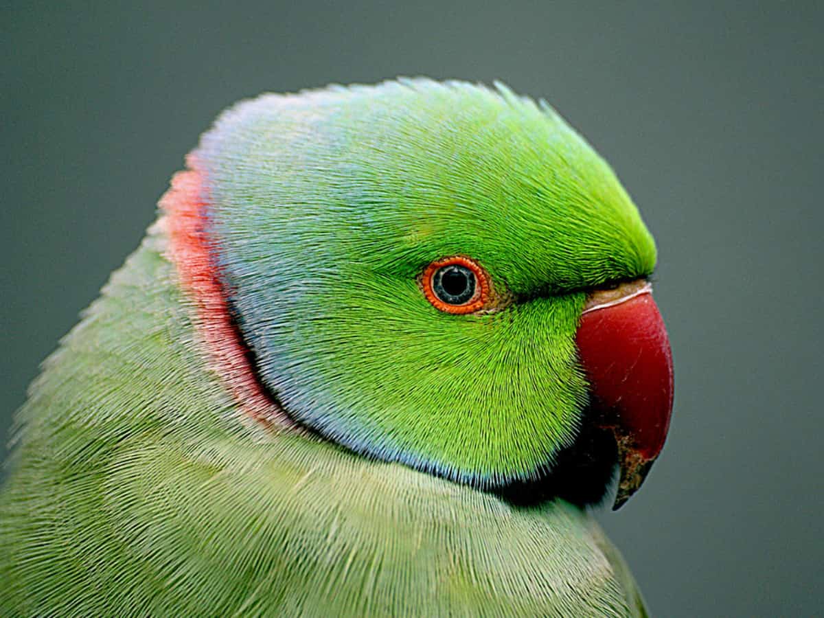 Parrot questioned by Bihar Police on whereabouts of liquor mafia