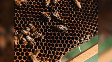 Telangana: Bee attack injures 30 laborers in Adilabad