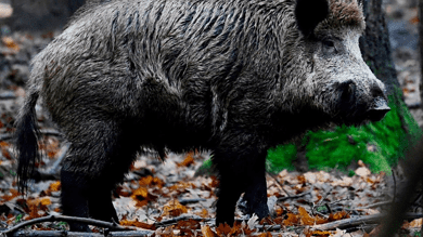 Wild boars die in large numbers in Tamil Nadu, swine flu suspected