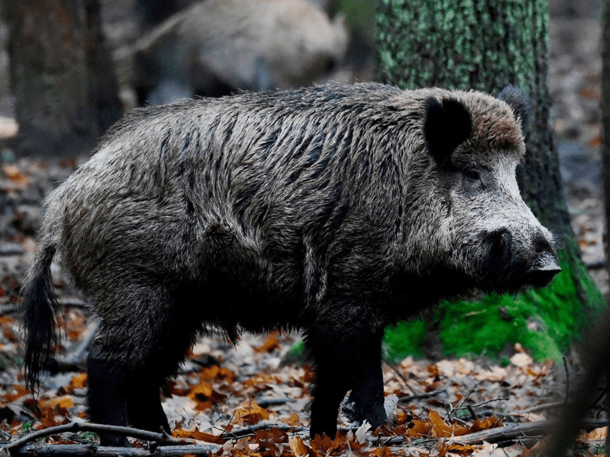 Wild boars die in large numbers in Tamil Nadu, swine flu suspected