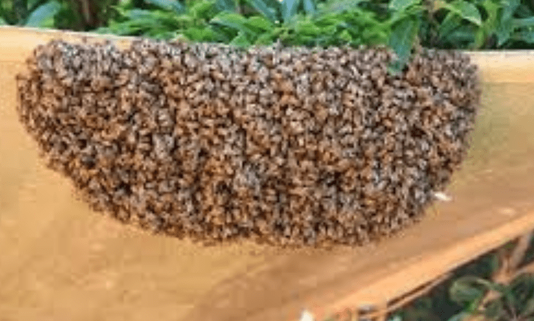 UP: Children aged 4 & 6 killed in bee attack, grandmother injured