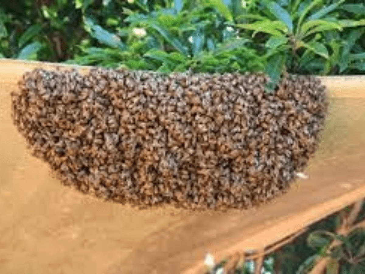 UP: Children aged 4 & 6 killed in bee attack, grandmother injured