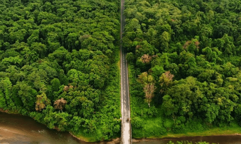 India among top 3 countries in forest area gains: FAO report