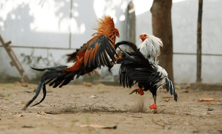 Andhra Pradesh: Cockfights claim two lives on Sankranti
