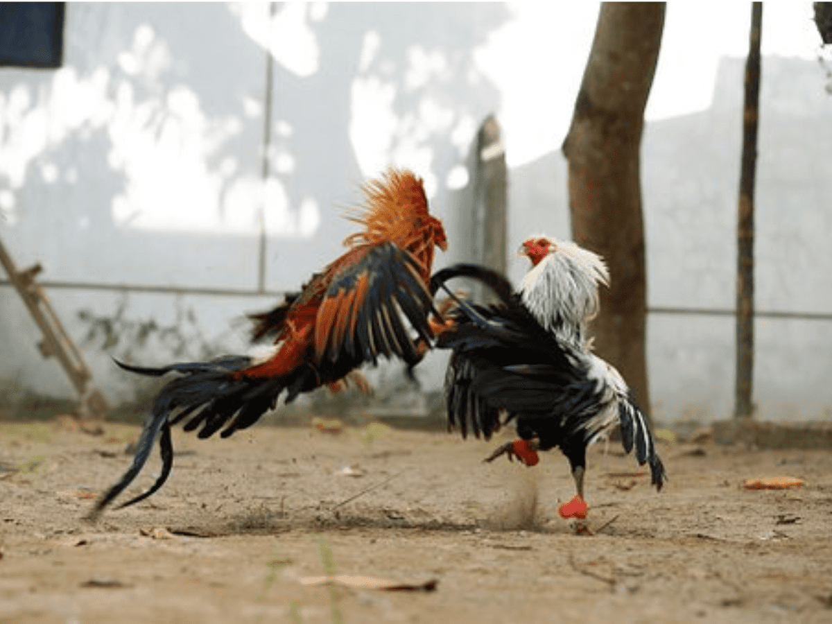 Andhra Pradesh: Cockfights claim two lives on Sankranti