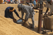 Paddy procurement crosses 700 LMT mark, Rs 1,45,845 crore MSP paid to farmers
