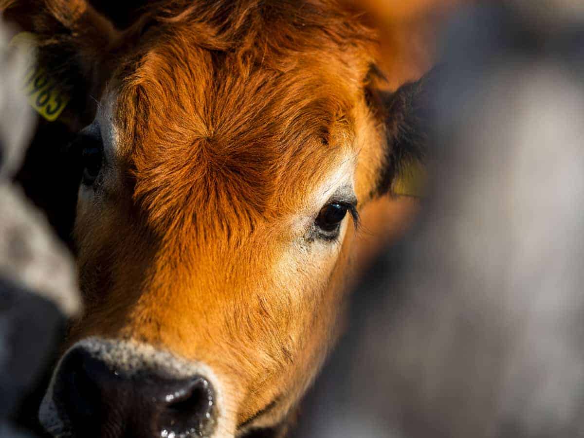 Cow dung homes proven to shield against nuclear radiation: Tapi district court judge