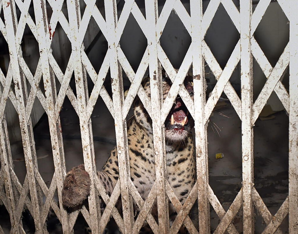 Leopard that attacked 3 in Ghaziabad court captured