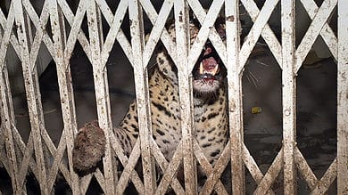 Leopard that attacked 3 in Ghaziabad court captured