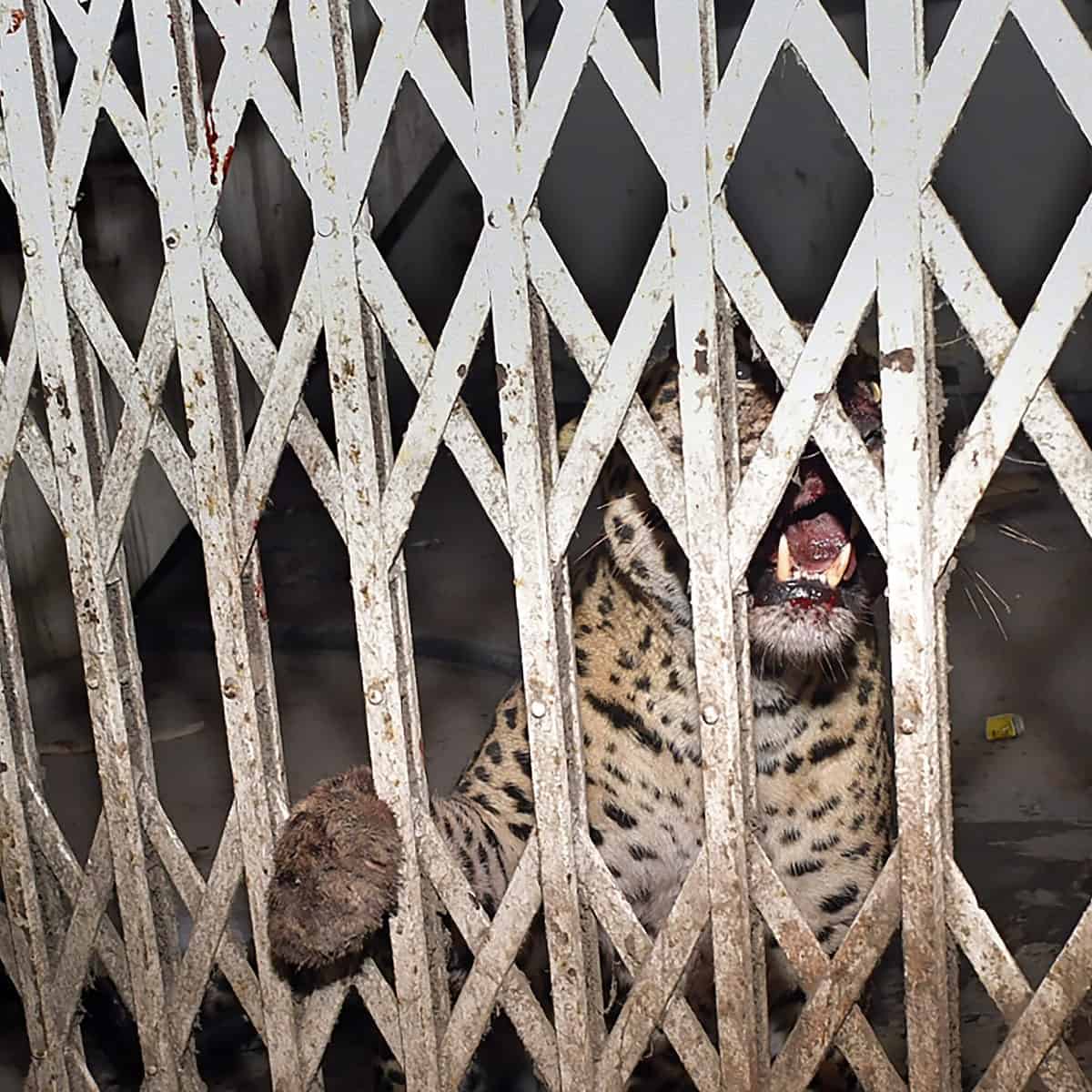 Leopard that attacked 3 in Ghaziabad court captured