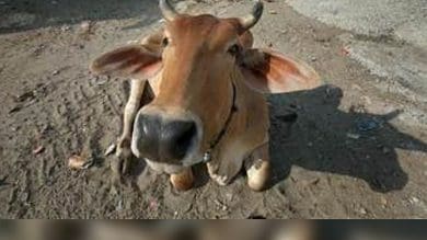 Hyderabad: 2 booked for death of 5 cows, 3 bulls