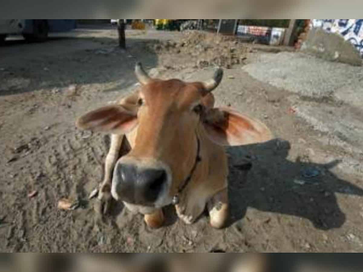 Hyderabad: 2 booked for death of 5 cows, 3 bulls