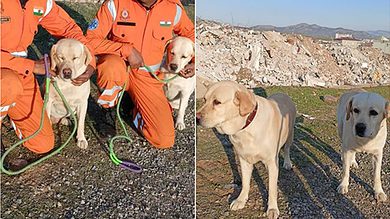 NDRF’s Romeo and Julie save 6-year-old in earthquake-hit Turkey