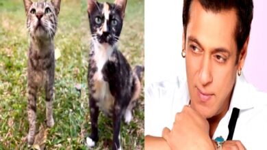 Salman Khan posts cat video leaving fans surprised, intrigued