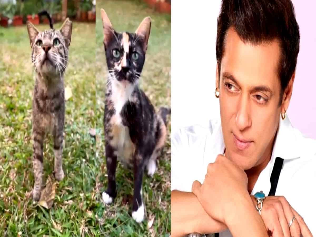 Salman Khan posts cat video leaving fans surprised, intrigued