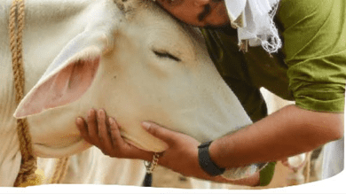 'Cow hug day':Animal Welfare Board urges Indians to hug cows on Feb 14