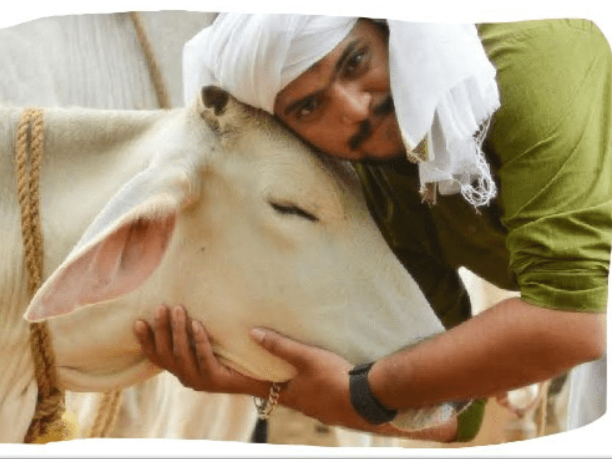 'Cow hug day':Animal Welfare Board urges Indians to hug cows on Feb 14