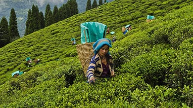 Darjeeling politics: Bengal govt to grant land deeds to tea garden workers