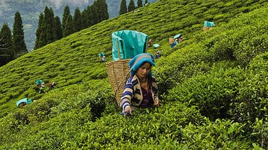 Darjeeling politics: Bengal govt to grant land deeds to tea garden workers