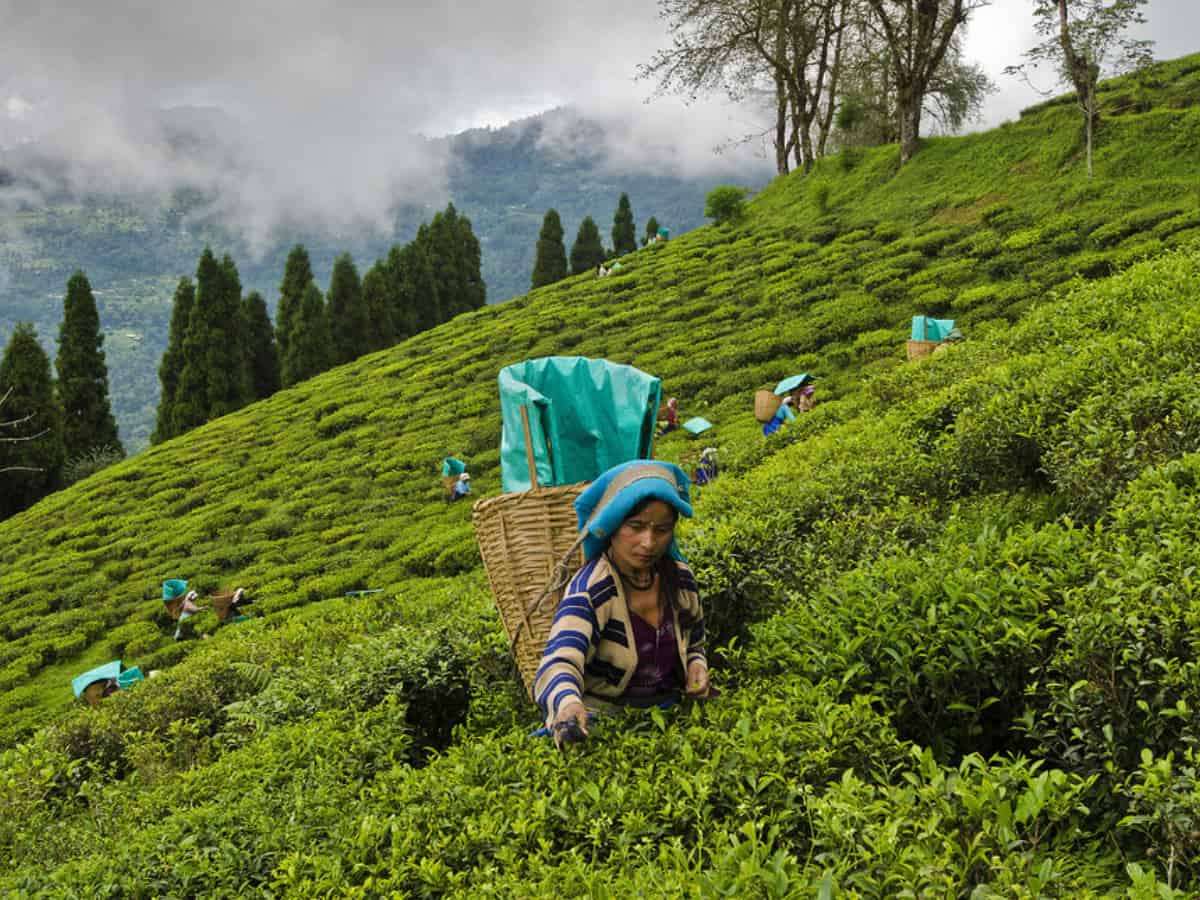 Darjeeling politics: Bengal govt to grant land deeds to tea garden workers