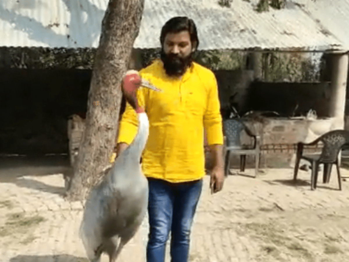 Video: UP man's sarus crane taken away by forest officials