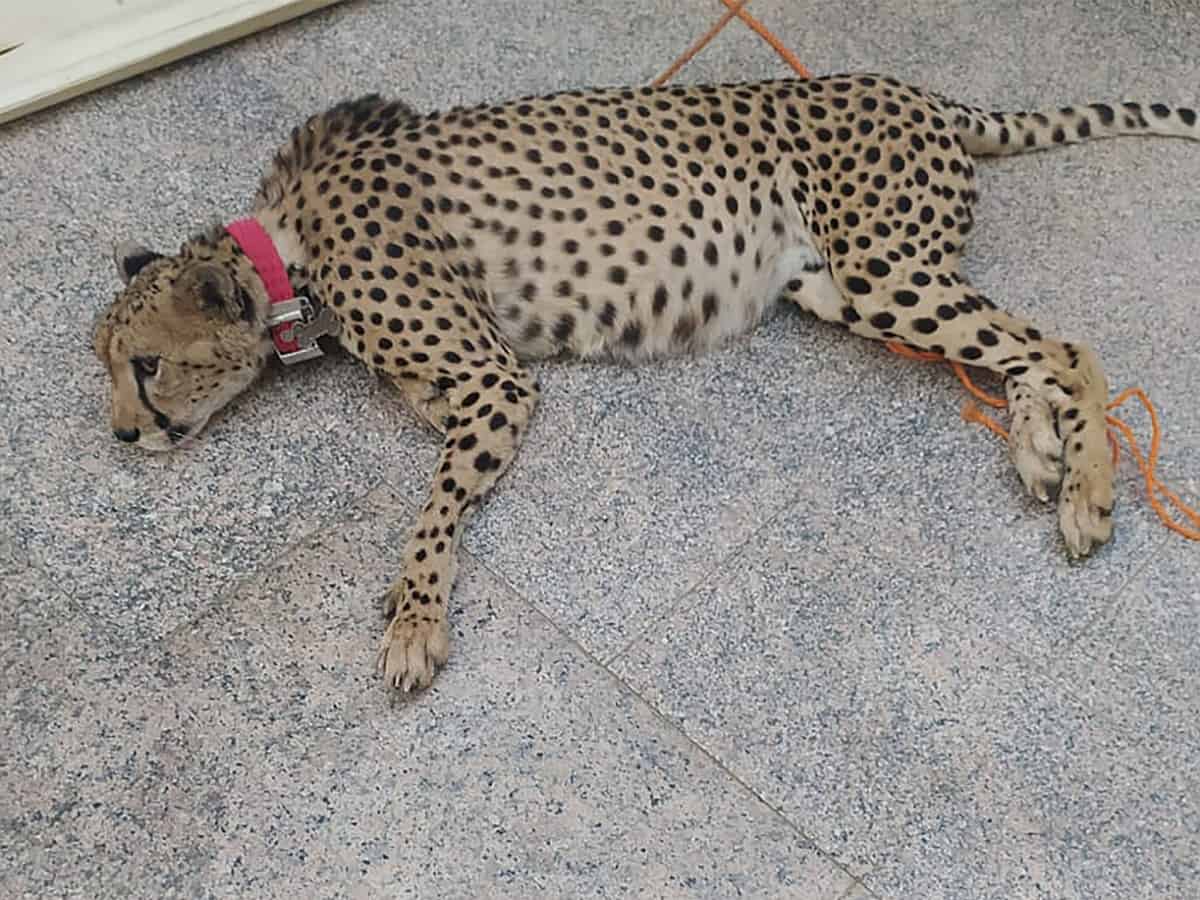 Saudi Arabia seizes cheetah, wolf, python from citizen