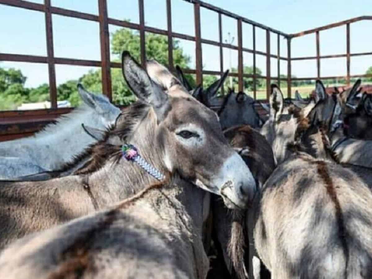 Egyptian journalist calls to eat donkey, horse meat spark controversy