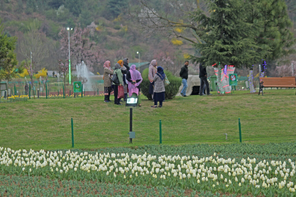 Tulip Garden, Kashmir