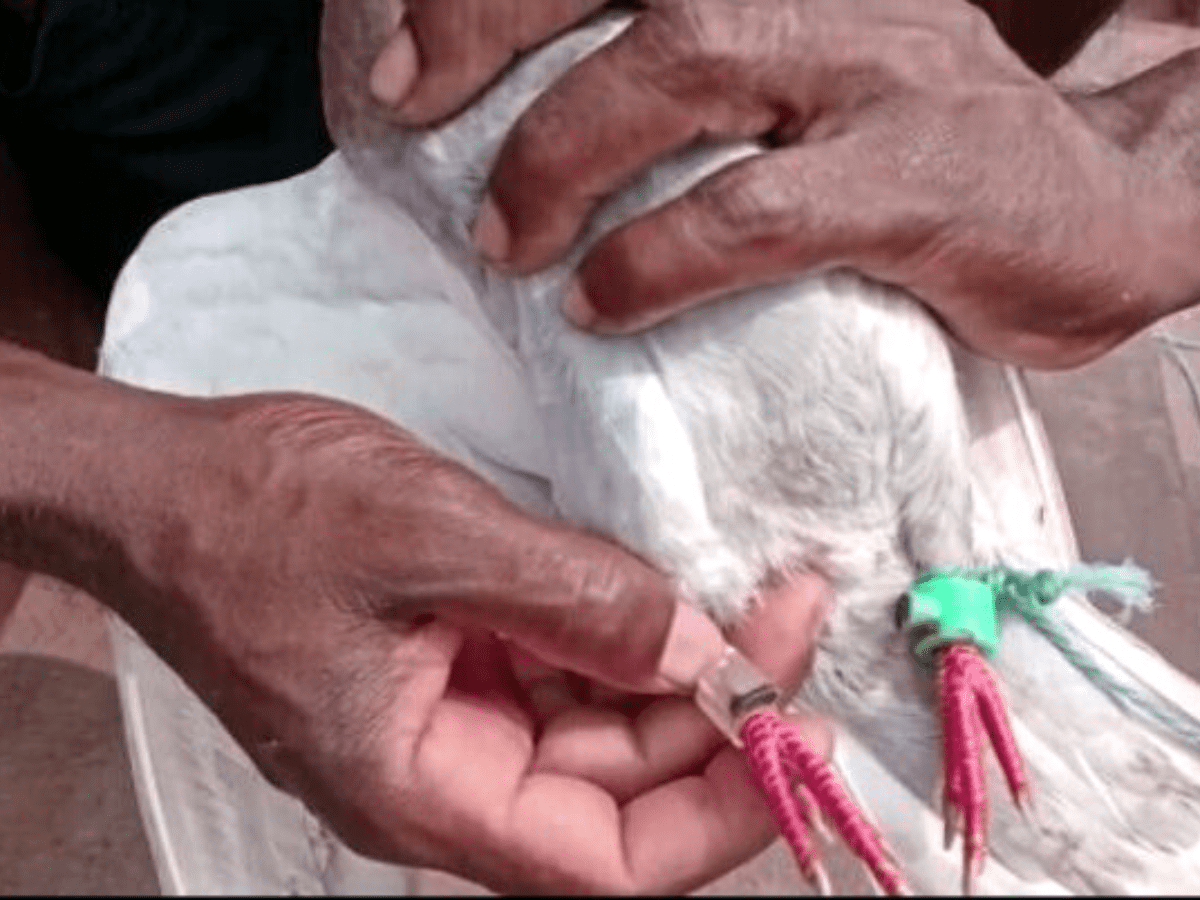 Suspected spy pigeon with devices fitted on leg caught in Odisha