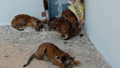 Tigress gives birth to 4 cubs in Maharashtra's Navegaon Nagzira Tiger Reserve