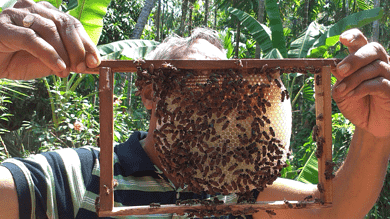Hyderabad: Applications invited by FCRI for training in bee-keeping