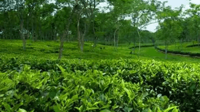 Climate change threatening tea sector globally: ITA