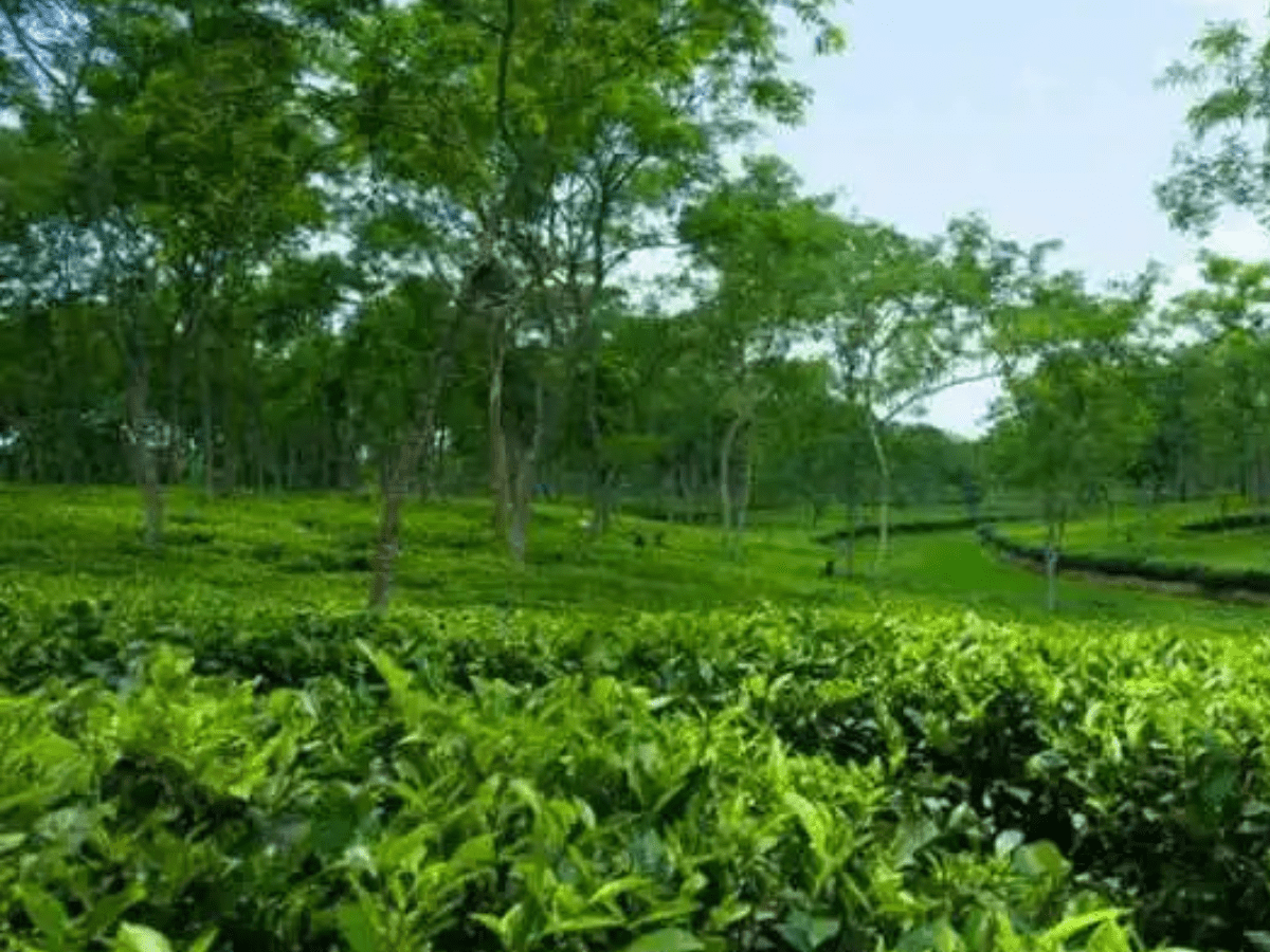 Climate change threatening tea sector globally: ITA
