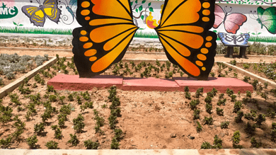 Hyderabad: Butterfly Park to unfold at KPHB