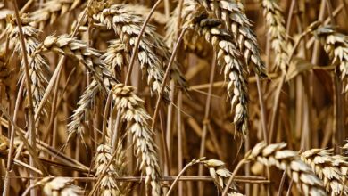 Hungary joins Poland in banning grain from Ukraine to protect local farmers