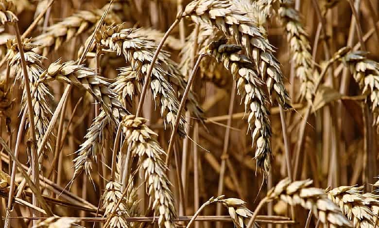 Hungary joins Poland in banning grain from Ukraine to protect local farmers