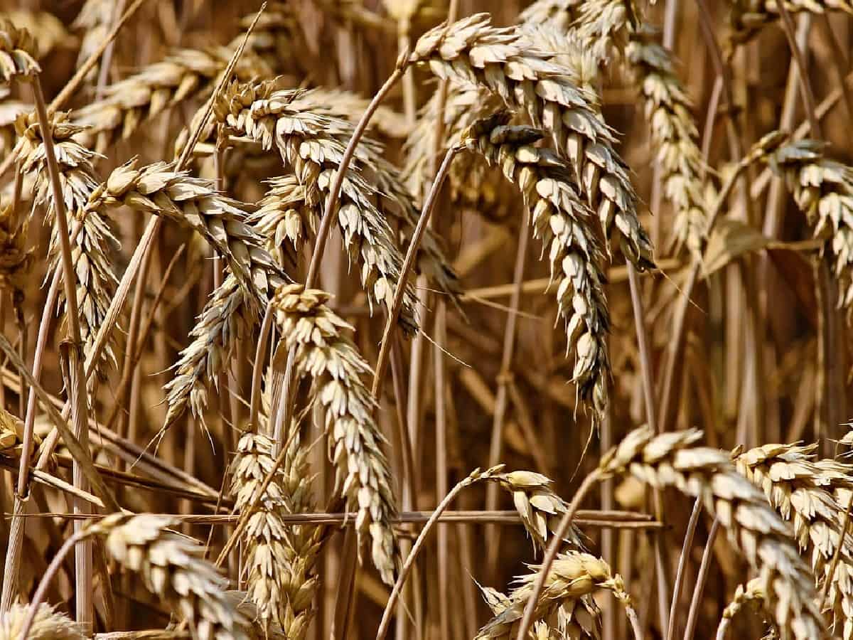 Hungary joins Poland in banning grain from Ukraine to protect local farmers