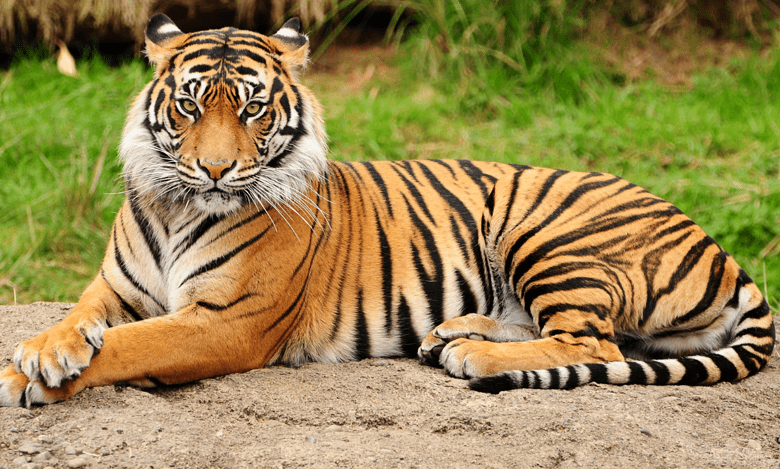 Telangana: Male tiger seen in Amrabad reserve’s Nagarjunasagar after 27 yrs