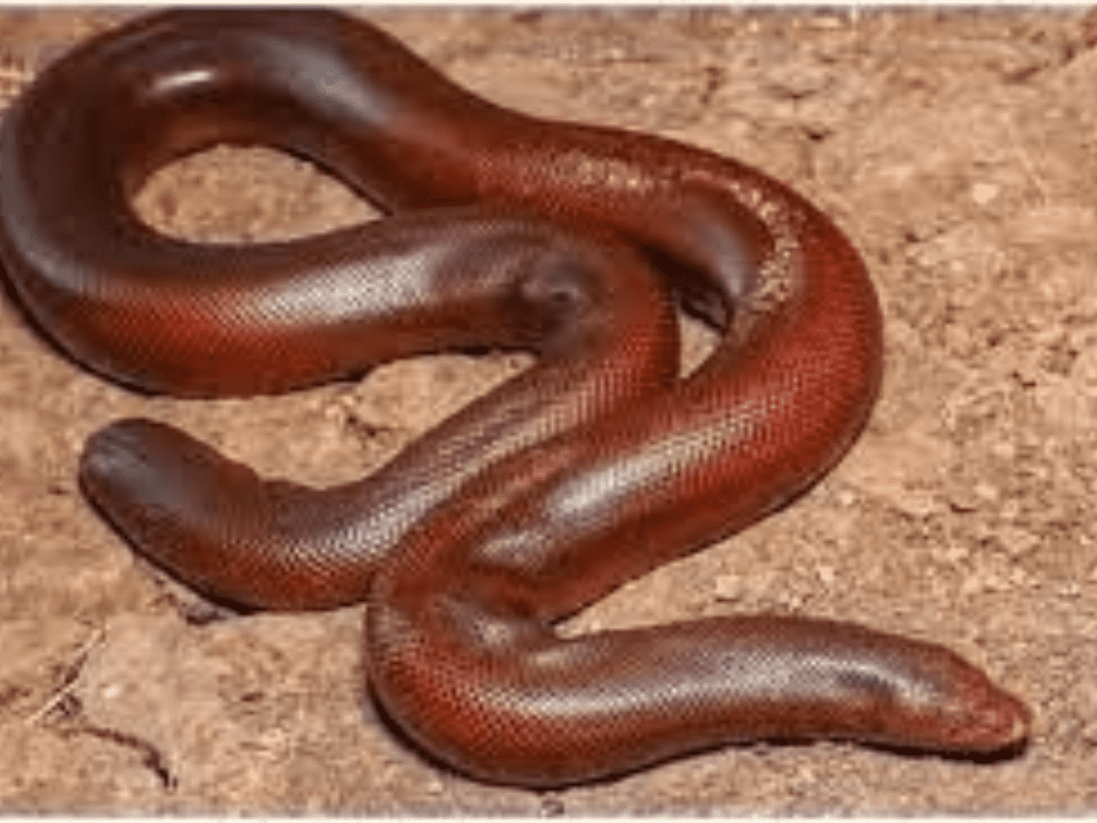 Three arrested for smuggling rare red boa snakes in UP