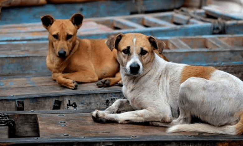 4-year-old attacked by stray dog in Hyderabad