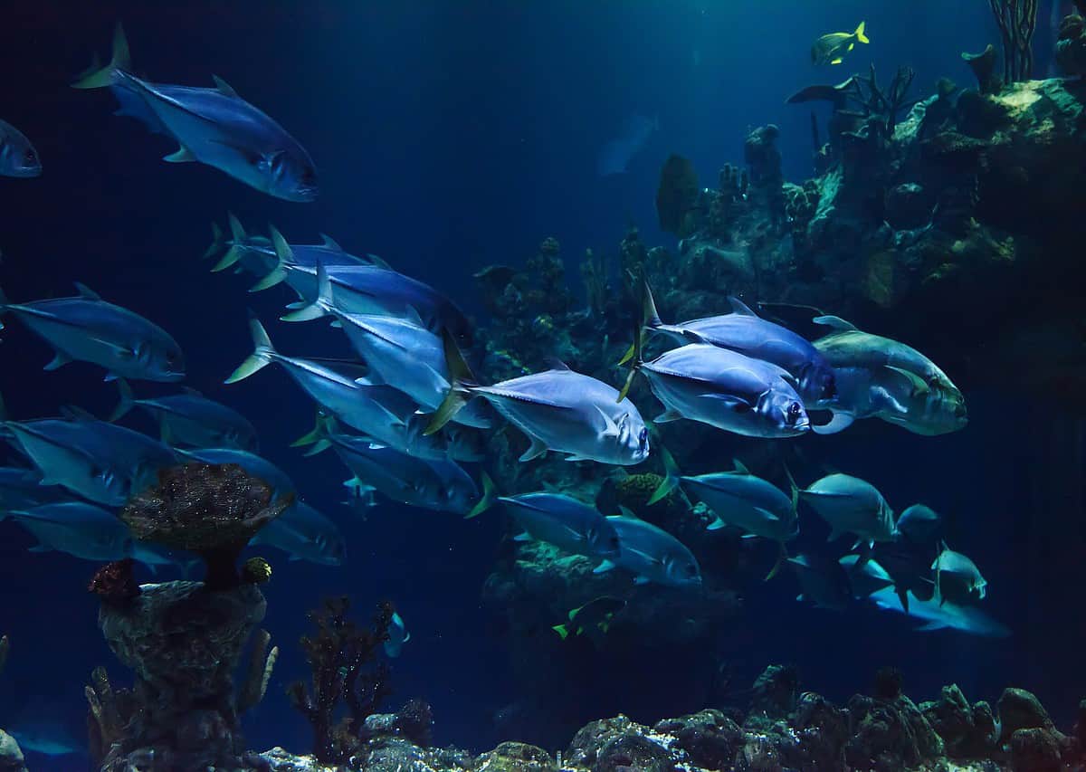 Hyderabad: Underwater aqua expo in Kukatpally offers 180 degree marine view