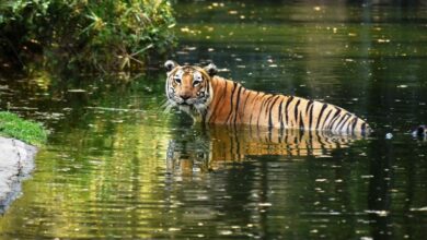 Hyderabad zoo