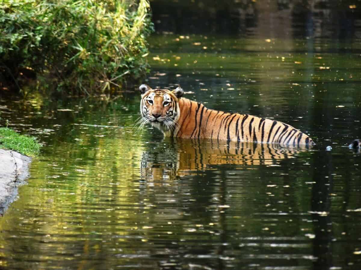 Hyderabad zoo